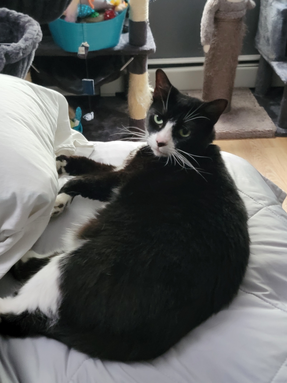 Black & White Cat Bedding Throw - Premium Pet Comfort